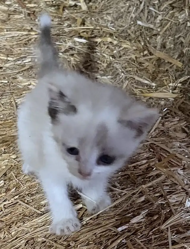 kittens to give away