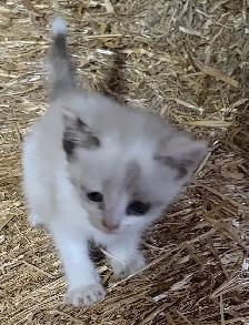 kittens to give away