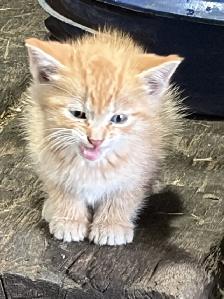 kittens to give away - Photo 3