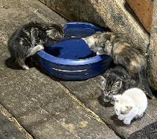 kittens to give away - Photo 4