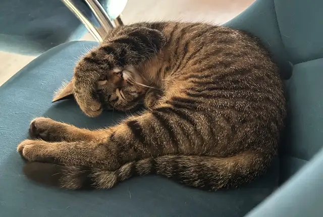Chat mâle stérilisé de 1 1/2 an pour adoption