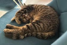 Chat mâle stérilisé de 1 1/2 an pour adoption
