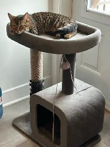 Chat mâle stérilisé de 1 1/2 an pour adoption - Photo 2
