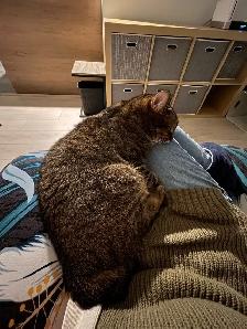 Chat mâle stérilisé de 1 1/2 an pour adoption - Photo 3