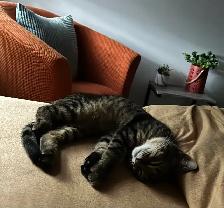 Chat mâle stérilisé de 1 1/2 an pour adoption - Photo 4