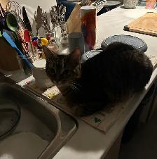 Chat mâle stérilisé de 1 1/2 an pour adoption - Photo 5