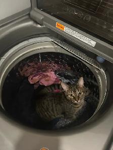 Chat mâle stérilisé de 1 1/2 an pour adoption - Photo 6