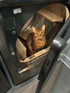 Chat mâle stérilisé de 1 1/2 an pour adoption - Photo 7