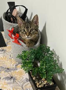 Chat mâle stérilisé de 1 1/2 an pour adoption - Photo 9