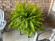 Free Boston Fern