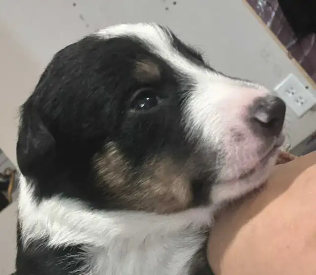 Australian Shepherd Puppies Mix / Border Doodle Mix - 5 Puppies