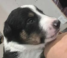 Australian Shepherd Puppies Mix / Border Doodle Mix - 5 Puppies
