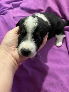 Australian Shepherd Puppies Mix / Border Doodle Mix - 5 Puppies - Photo 2