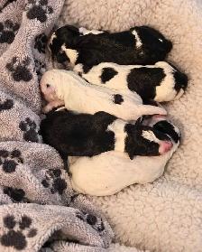 Australian Shepherd Puppies Mix / Border Doodle Mix - 5 Puppies - Photo 3