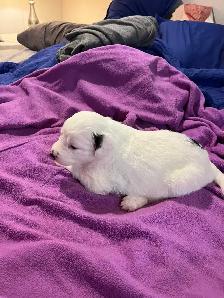 Australian Shepherd Puppies Mix / Border Doodle Mix - 5 Puppies - Photo 4