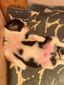 Australian Shepherd Puppies Mix / Border Doodle Mix - 5 Puppies - Photo 5