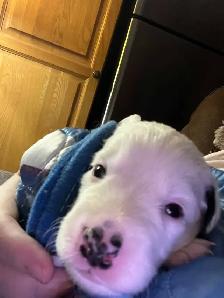Australian Shepherd Puppies Mix / Border Doodle Mix - 5 Puppies - Photo 6