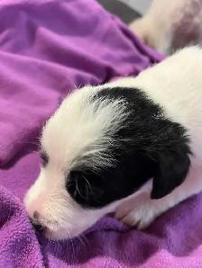 Australian Shepherd Puppies Mix / Border Doodle Mix - 5 Puppies - Photo 7