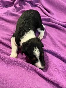 Australian Shepherd Puppies Mix / Border Doodle Mix - 5 Puppies - Photo 8