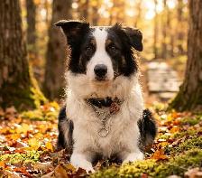 Australian Shepherd Puppies Mix / Border Doodle Mix - 5 Puppies - Photo 9