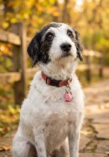 Australian Shepherd Puppies Mix / Border Doodle Mix - 5 Puppies - Photo 10