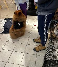 Dog training - Photo 3