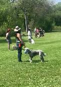Dog training - Photo 5