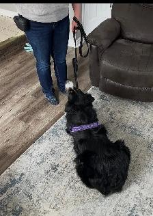 Dog training - Photo 6