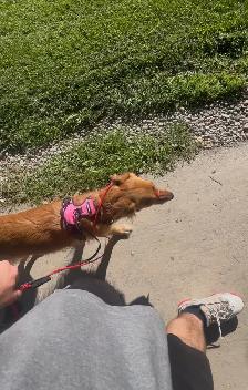 Dog training - Photo 7