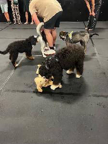 Dog training - Photo 8