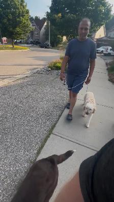 Dog training - Photo 9
