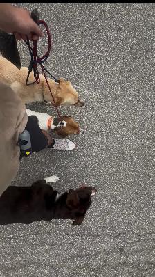 Dog training - Photo 10