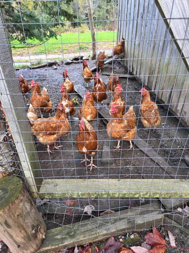 Laying Hens