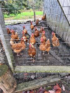 Laying Hens