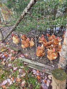 Laying Hens - Photo 2