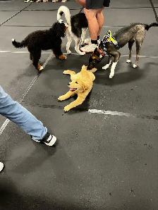 Puppy training - Photo 2