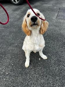 Puppy training - Photo 4