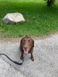 Puppy training - Photo 5