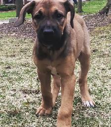 Puppy training - Photo 7