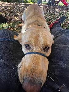 Puppy training - Photo 8