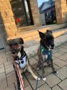 Puppy training - Photo 9