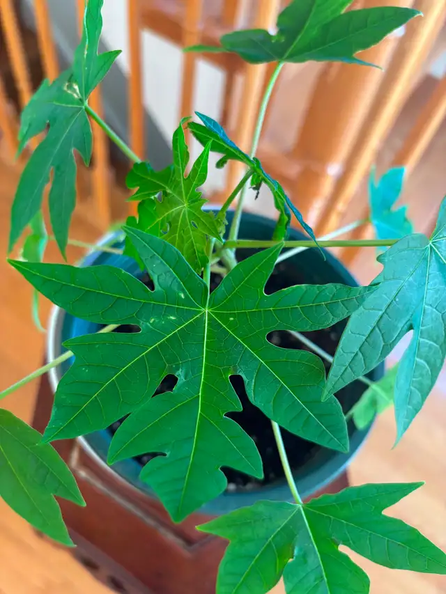 Papaya Flute Plant-$18
