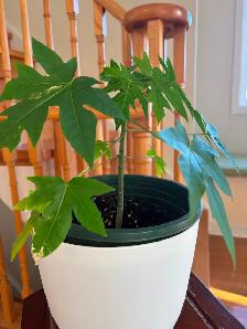 Papaya Flute Plant-$18 - Photo 4