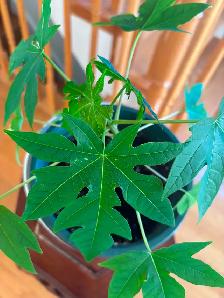 Papaya Flute Plant-$18 - Photo 5