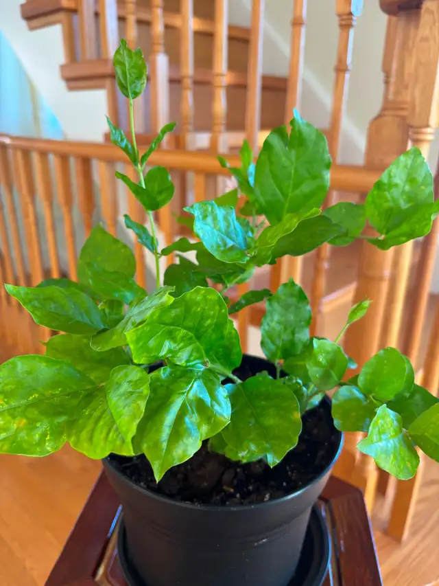 Jasmine Plant-$18