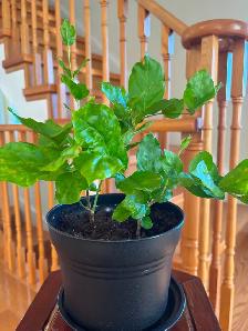 Jasmine Plant-$18 - Photo 4