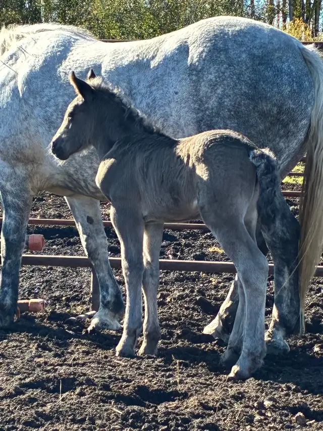 5 year old draft mare