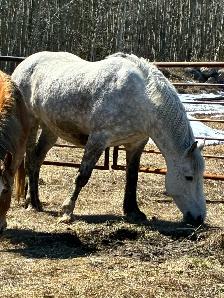5 year old draft mare - Photo 2