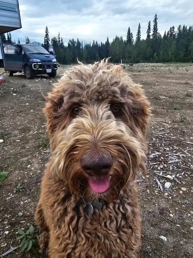 Aussiedoole to re-home