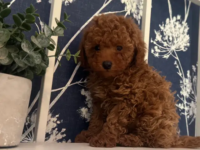 chiots caniche male miniature roux foncé!